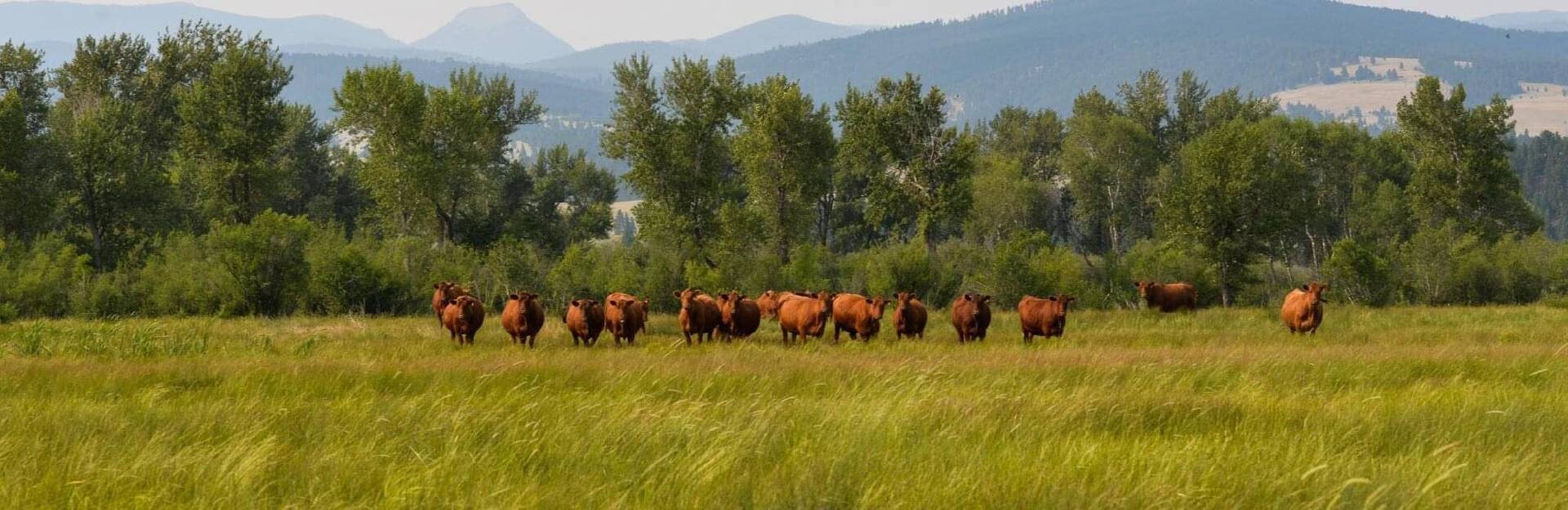 Oklahoma Red Angus Association